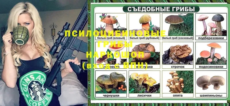 где продают наркотики  Бердск  Галлюциногенные грибы Psilocybe 